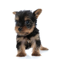 adorable yorkshire terrier looking to side
