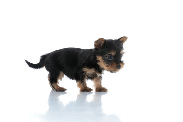 side view of adorable yorkshire terrier walking