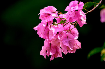 Bougainvillea Pink Flower Bunch
