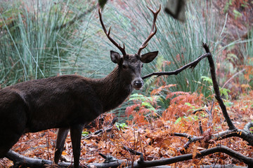 Ciervo macho en el bosque durante el otoño