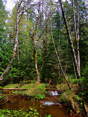 Obraz premium Nature of Mount Rainier National Park