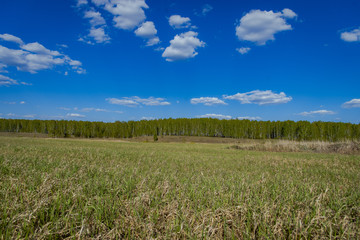 Obraz premium Field, green grass, forest in the distance