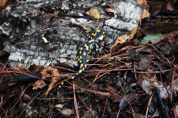 Salamandra moteada (Ambystoma maculatum) en el bosque