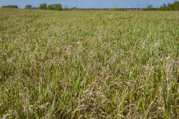 Spring lawn in the field