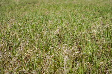 Spring lawn in the field