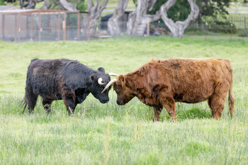 Miniature Scottish Highland cows friendly wrestling. Carmel-by-the-Sea, California, USA.

