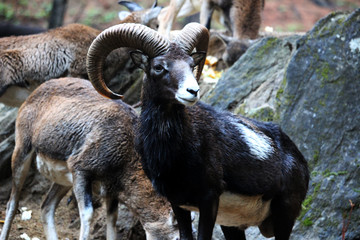 Mufón europeo (Ovis orientalis) en el bosque