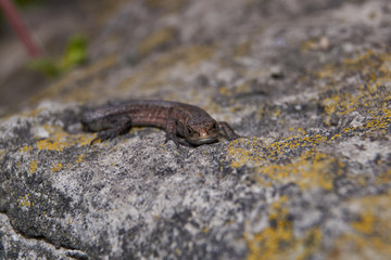 The quick or ordinary lizard (lat. Lacerta agilis) is heated on a warm stone.