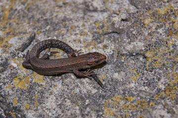 The quick or ordinary lizard (lat. Lacerta agilis) is heated on a warm stone.