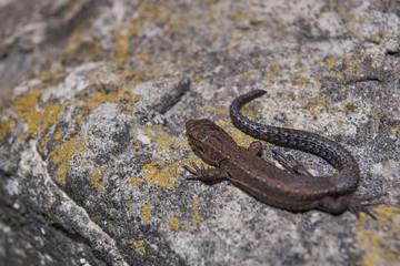 The quick or ordinary lizard (lat. Lacerta agilis) is heated on a warm stone.