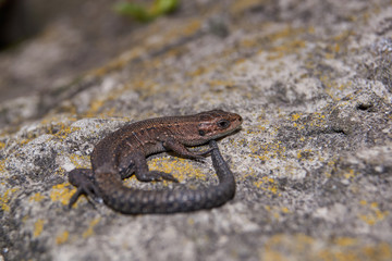 The quick or ordinary lizard (lat. Lacerta agilis) is heated on a warm stone.
