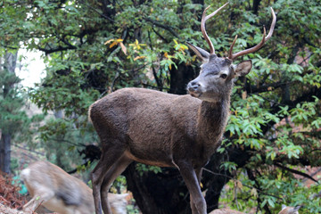 Deer in the forest in autumn