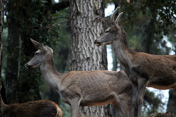 Obraz premium Cervatillos en el bosque