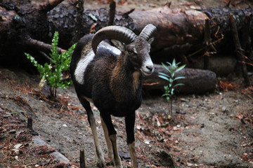 Mufón europeo (Ovis orientalis) en el bosque