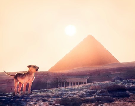 sunset in the desert withe pyramids of giza