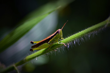 Grasshopper 