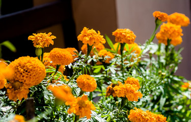 beautiful Marigold Flowers of yellow and orange color, genda phool
