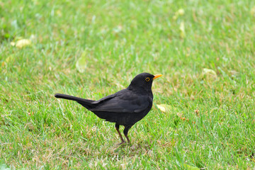 Male blackbird