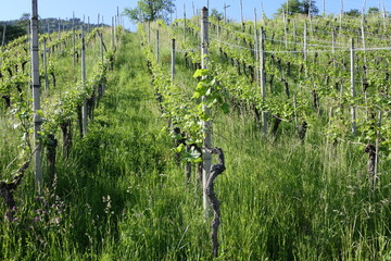 Vineyard on a slope in early summer