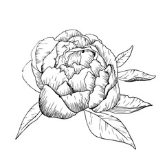hand drawn contour peony