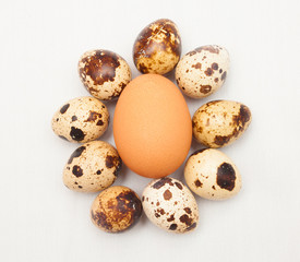 Obraz premium hen or chicken compared to quail bird eggs
