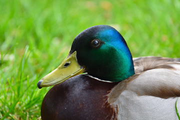 Mallard's face