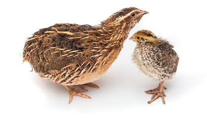 baby and mature quail bird isolated on white