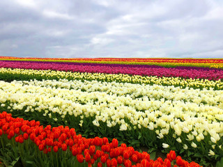 Magic tulip fields in Washington state