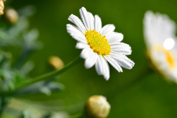 Kamille blüht im Frühling und Sommer im Garten