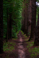 Naklejka premium path in the woods