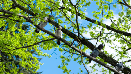 The doves on a tree branch in the park.