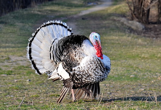 turkey on the farm