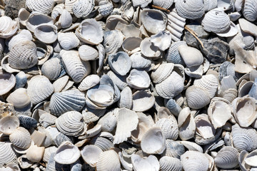 sea shells background