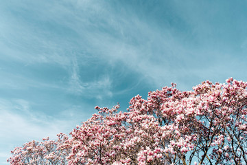 A beautiful saucer magnolia tree blooming against a turquoise blue sky with wispy clouds in spring. © Joanne Dale