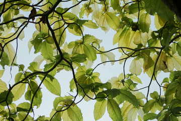green leaves of a tree
