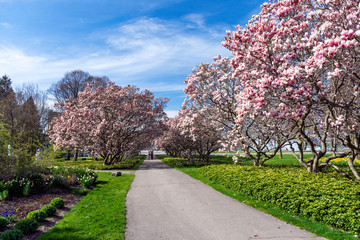 Social distancing is practiced in a park filled with beautiful magnolia trees in full bloom. Niagara Falls is seen in the distance.