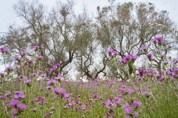 Southern Italy countryside in spring, with many flowers and olive trees, with focus on the flowers.