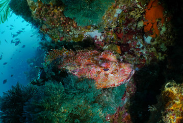 Northland scorpionfish, Scorpaena cardinalis, sits on a rocky outcropping in the South Pacific Ocean off New Zealand, Poor Knights Marine Preserve.