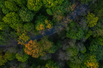 Aerial view on  forest from drone