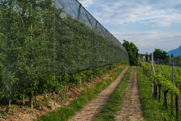 Fototapeta na wymiar Paths in the orchards of Appiano in Italian South Tyrol