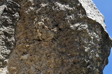 Fossili di conchiglia in calcarenite - Parco della Murgia di Matera