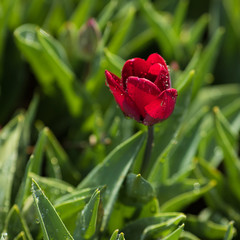 red tulip in the garden with dew drops