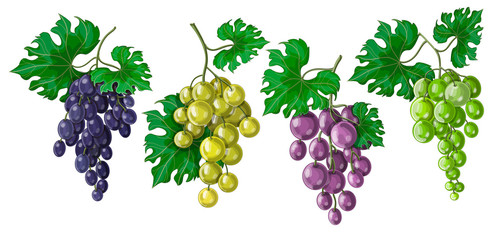 Stock vector illustration. A set of different flowers and grape varieties - blue, purple, green and white. Grapes on a bunch with leaves. Drawing is drawn on a white background