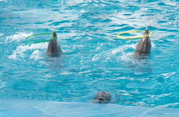 Dolphins. Three bottlenose dolphins in water with hoops