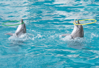 Dolphins. Two bottlenose dolphins in water with hoops