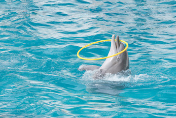 Dolphin. Bottlenose dolphin in water with a hoop