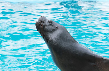 Obraz premium Sea Lion