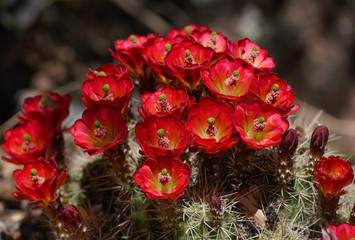 Bright Red Flowers Blooming from a Small Cactus Create a Natural Spring Bouquet