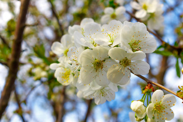 White cherry blossoms on branches against the sky