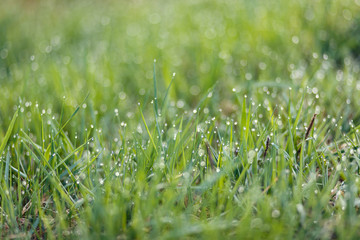 Blades of grass with drops of dew